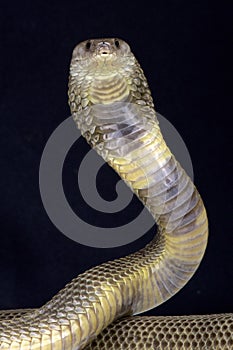 Oxus cobra (Naja oxiana) photo
