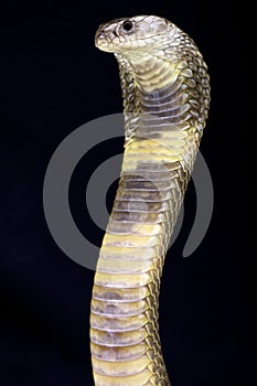 Oxus cobra (Naja oxiana) photo