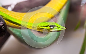 Oxybelis snake