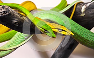 Oxybelis snakes