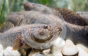 Oxyeleotris marmoratus, goby fish