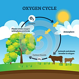 Oxygen cycle vector illustration. Labeled educational O2 circulation scheme