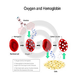Oxygen and hemoglobin