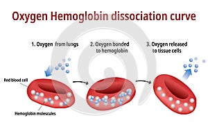 Oxygen Hemoglobin Dissociation Curve - Vector Illustration photo