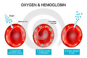Oxygen and Hemoglobin. Red blood cells with hemoglobin molecule