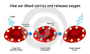 Oxygen and Hemoglobin. Red blood cells with hemoglobin molecule photo