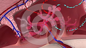 Oxygen and nutrients from the mother\'s blood are transferred across the placenta to the fetus through the umbilical cord