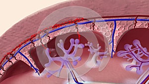 Oxygen and nutrients from the mother\'s blood are transferred across the placenta to the fetus through the umbilical cord