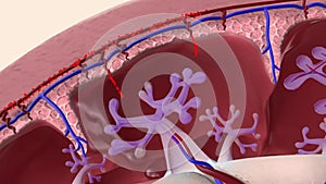 Oxygen and nutrients from the mother\'s blood are transferred across the placenta to the fetus through the umbilical cord