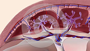 Oxygen and nutrients from the mother\'s blood are transferred across the placenta to the fetus through the umbilical cord