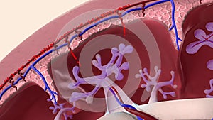 Oxygen and nutrients from the mother\'s blood are transferred across the placenta to the fetus through the umbilical cord