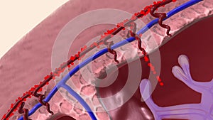 Oxygen and nutrients from the mother\'s blood are transferred across the placenta to the fetus through the umbilical cord