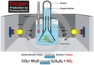 Oxygen production by photosynthesis experiment infographic diagram