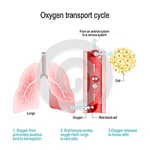 Oxygen transport cycle. Gas exchange in the lung