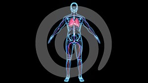 Oxygenated Blood circulation in the body