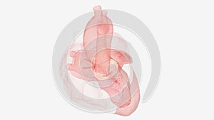 Oxygenated blood enters into the left side of the heart through the left atrium.