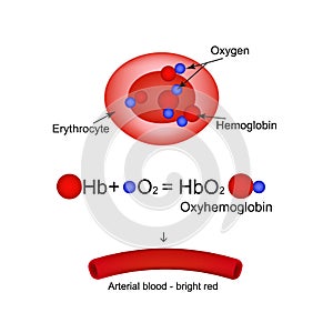 Oxyhemoglobin. Hemoglobin carries oxygen. Infographics. Vector illustration