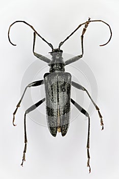 Oxymirus cursor, a 50 years old male specimen from beetle collection