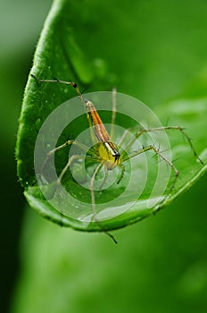 Oxyopes macilentus, lean lynx spider in Taiwan, Asia, nature, vertical