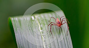 Oxyopes salticus , Orange spiders on a leaf macro