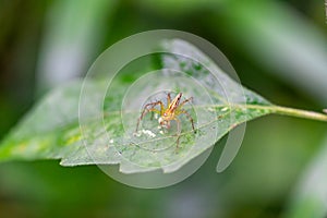 Oxyopes salticus , Orange spiders on a leaf macro