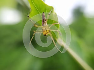 Oxyopes salticus is a species of lynx spider, commonly known as the striped lynx spider, first described by Hentz in 1845