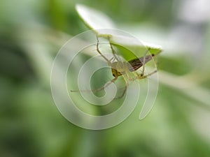 Oxyopes salticus is a species of lynx spider, commonly known as the striped lynx spider, first described by Hentz in 1845.