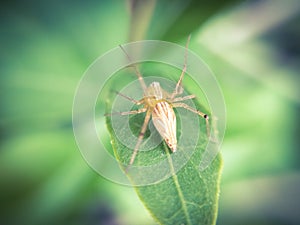 Oxyopes salticus is a species of lynx spider, commonly known as the striped lynx spider, first described by Hentz in 1845.