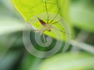 Oxyopes salticus is a species of lynx spider, commonly known as the striped lynx spider, first described by Hentz in 1845.