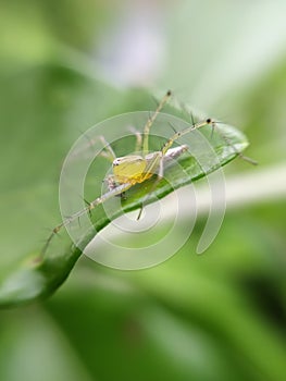 Oxyopes salticus is a species of lynx spider, commonly known as the striped lynx spider, first described by Hentz in 1845.