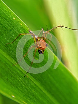 Oxyopes salticus (Striped lynx spider) perched on the grass