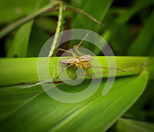 Oxyopes salticus (Striped lynx spider) is perched on the leaf stalks, this insect is easy to find on the leaves