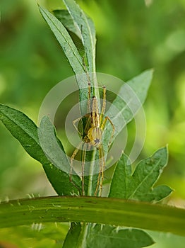 Oxyopes salticus is a stripped lynx spider