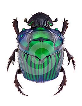 Oxysternon conspicillatum