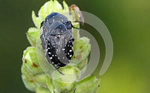 Oxythyrea funesta, black beetles photo