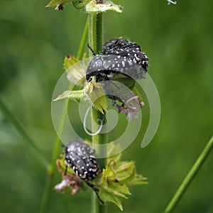 Oxythyrea funesta feeding in a meadow clary. photo