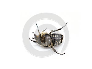 Oxythyrea funesta flower scarab beetle underside photo
