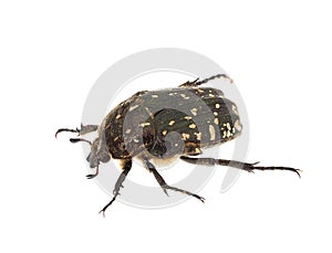 Mediterranean spotted chafer beetle isolated on white background, Oxythyrea funesta photo