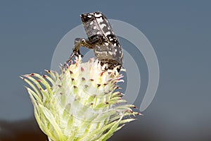 Oxythyrea funesta / White-spotted Rose Beetle photo