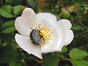 Oxythyrea Funesta on the wild rose flower photo
