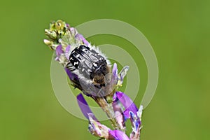 Oxythyrea sp , flower chafer beetle in green background photo
