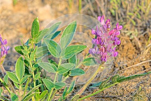 Oxytropis glabra