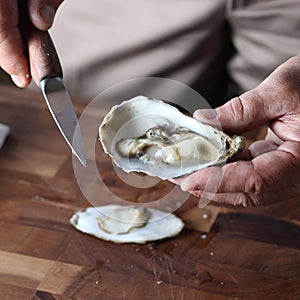 Oyster photo