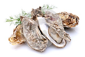 Oyster photo