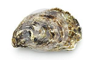 Oyster photo