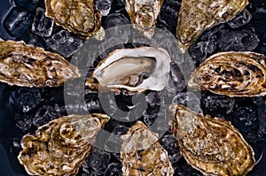 Oyster