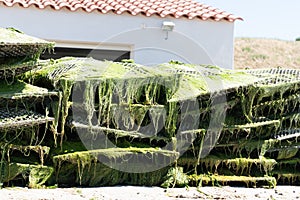 Oyster bags basket of oyster overgrown with green algae grass in VendÃ©e Brittany