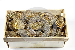 Oyster basket Marennes OlÃ©ron