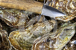 Oyster basket Marennes OlÃ©ron