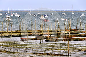 Oyster bed of LÃ¨ge-Cap-Ferret